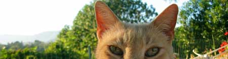 Jeff The Giant Orange Cat