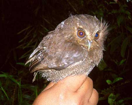 strange_owl.jpg