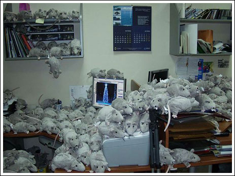 rat_attack9.jpg