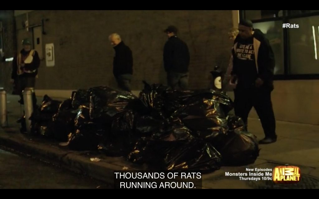 5000 Rats Movies – Quartz City